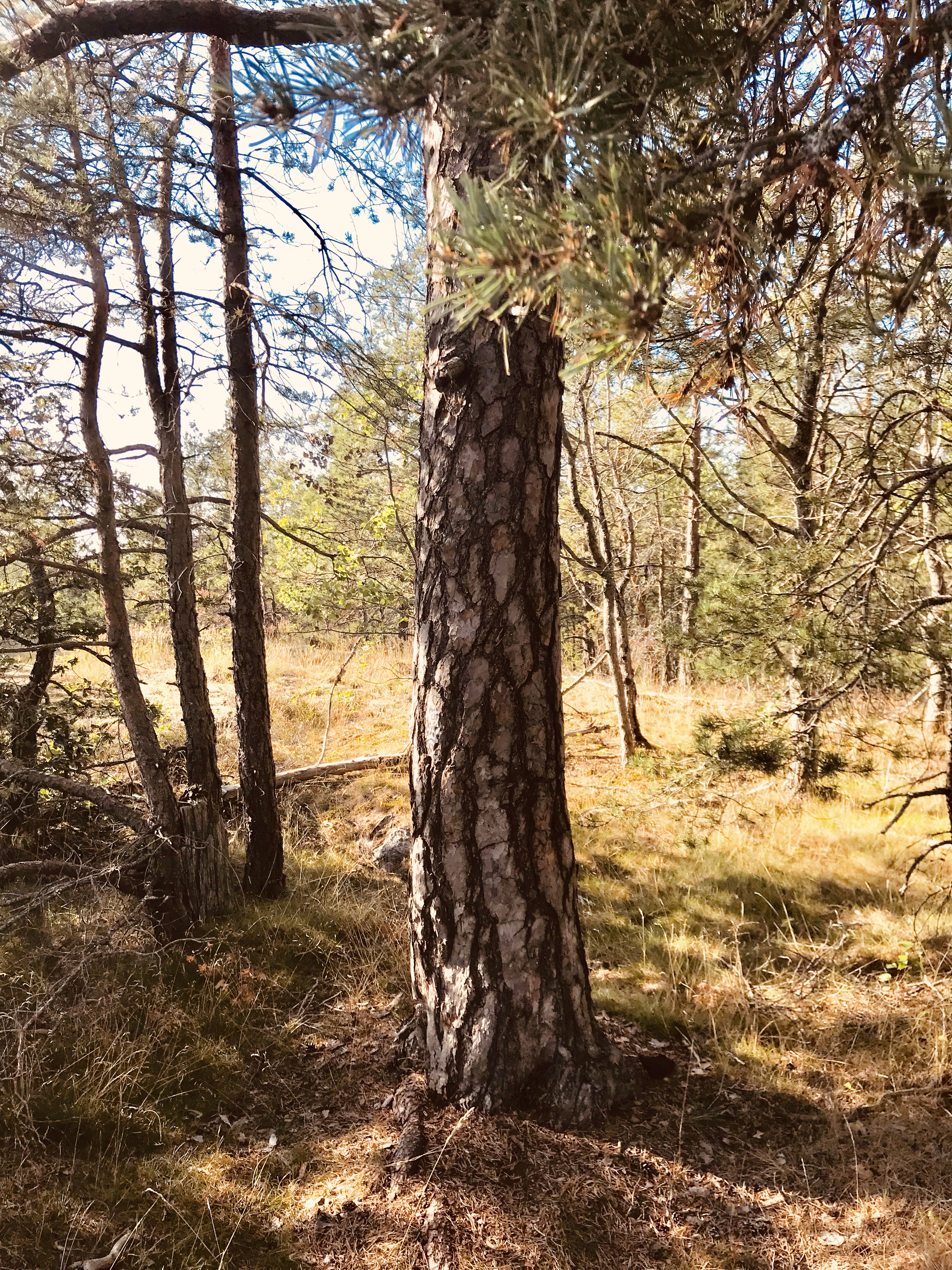 E33A6CEF-9C6D-4D93-8AED-A6C4E3AEE173_1_201_a